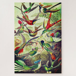 Vintage Hummingbirds von Ernst Haeckel