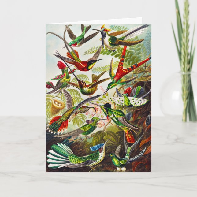 Vintage Hummingbirds von Ernst Haeckel Karte (Vorderseite)