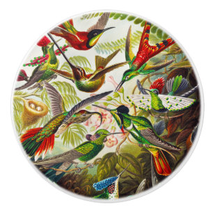 Vintage Hummingbirds von Ernst Haeckel Keramikknauf