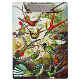 Vintage Hummingbirds von Ernst Haeckel Klemmbrett