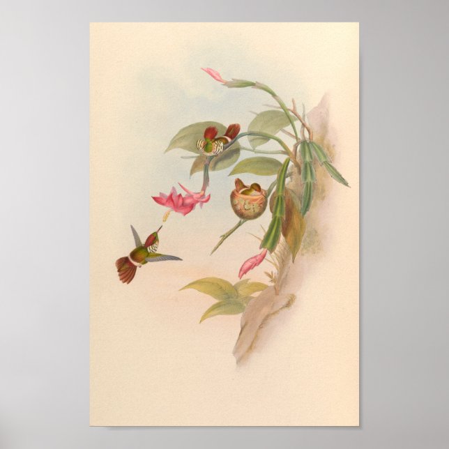 Vintage Hummingvögel Art Bird Print Blumen Nest Poster (Vorne)