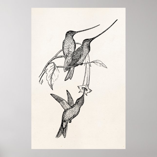 Vintage Hummingvögel Langschwangen Personalisierte Poster (Vorne)
