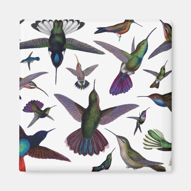 Vintage Hummingvögel Magnet (Vorne)