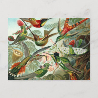 Vintage Hummingvögel Postkarte