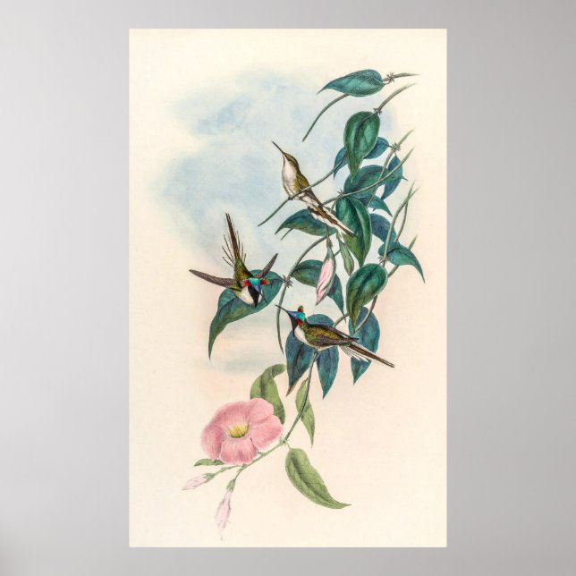 Vintage Hummingvögel von John Gould Poster (Vorne)