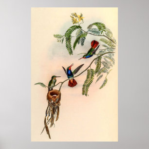 Vintage Hummingvögel von John Gould Poster
