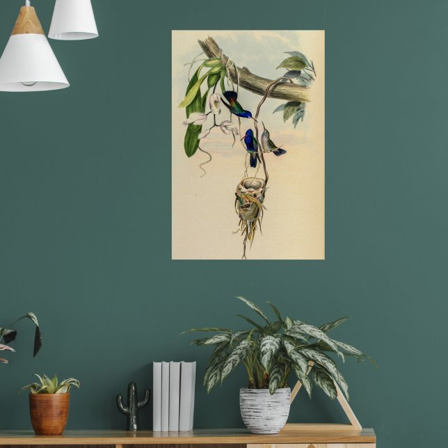 Vintage Hummingvögel von John Gould Poster (Wohnzimmer 1)