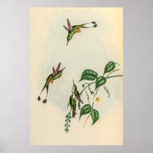 Vintage Hummingvögel von John Gould Poster