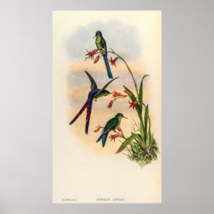 Vintage Hummingvögel von John Gould Poster