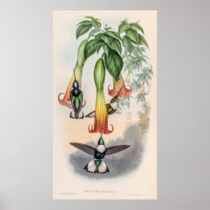 Vintage Hummingvögel von John Gould Poster