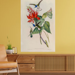 Vintage Hummingvögel von John Gould Poster