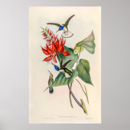 Vintage Hummingvögel von John Gould Poster