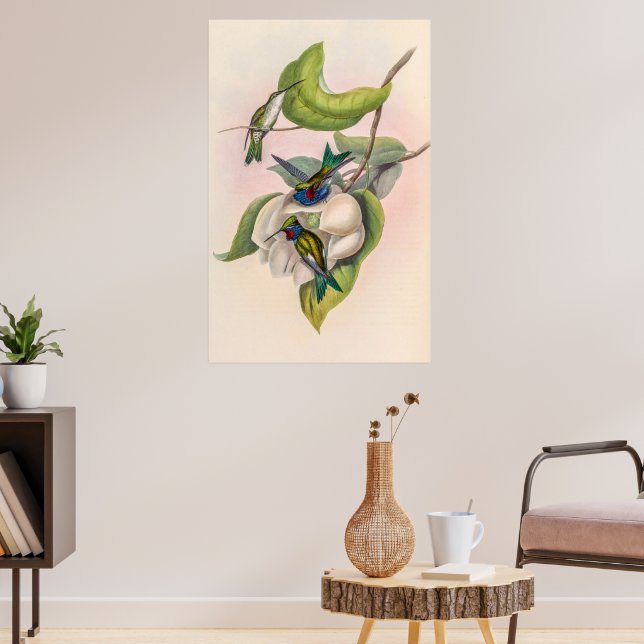 Vintage Hummingvögel von John Gould Poster (Wohnzimmer 3)