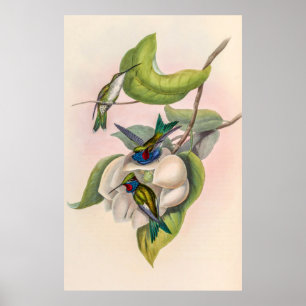 Vintage Hummingvögel von John Gould Poster
