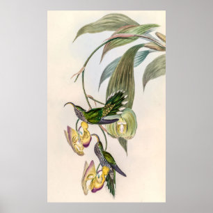 Vintage Hummingvögel von John Gould Poster