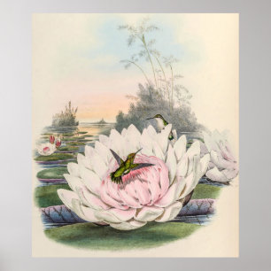 Vintage Hummingvögel von John Gould Poster