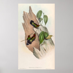Vintage Hummingvögel von John Gould Poster