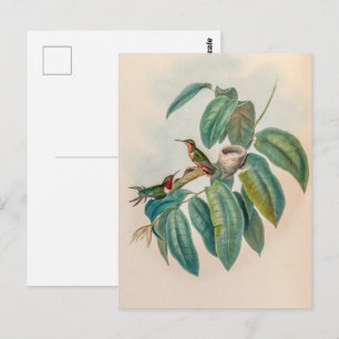 Vintage Hummingvögel von John Gould Postkarte