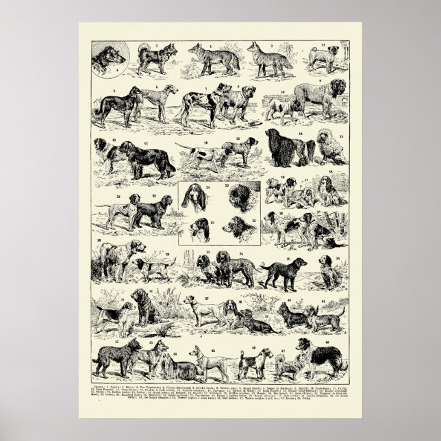 Vintage Hundeleistungen durch Adolphe Millot Poster (Vorne)