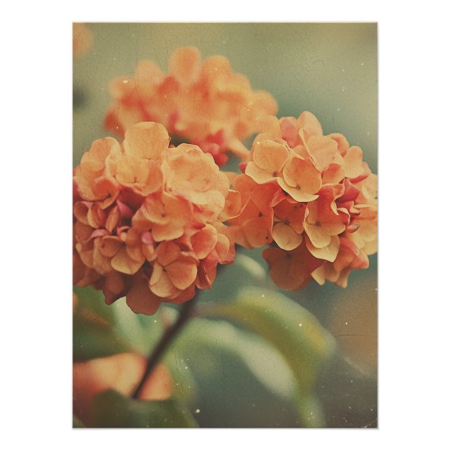 Vintage Hydrangea Bloom - Warm Tones Film Texture Poster (Vorderseite)