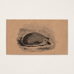Vintage Igel 1800s Igels-Illustration