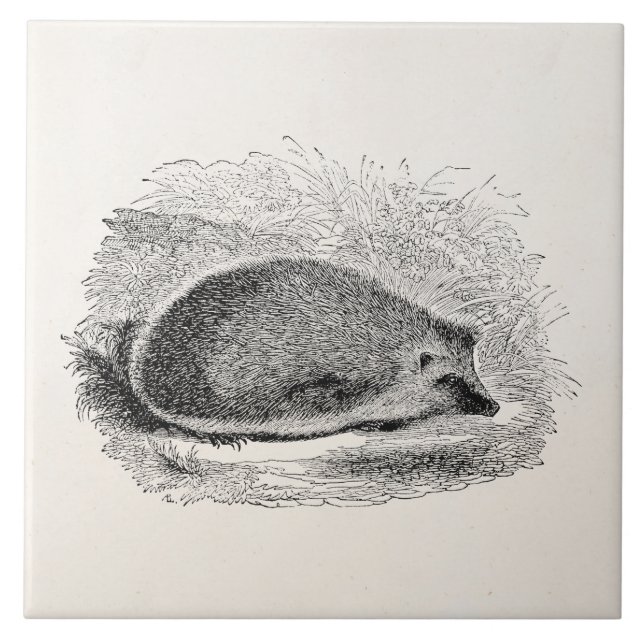 Vintage Igel 1800s Igels-Illustration Fliese (Vorderseite)