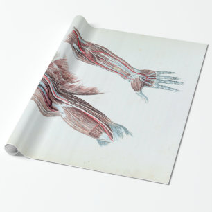 Vintage-Illustration Anatomie menschliche Arme und Geschenkpapier