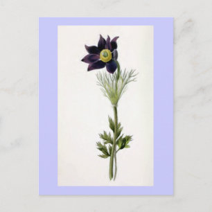Vintage Illustration "Anemone Pulsatilla" Postkarte