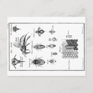 Vintage-Illustration - Bienen und Honigwabe Postkarte