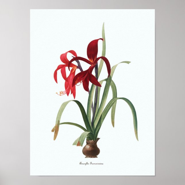 Vintage Illustration Botanische Kunst Poster (Vorne)