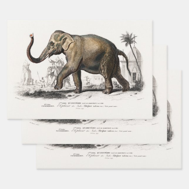 Vintage Illustration der asiatischen Elefanten aus Geschenkpapier Set (Set)
