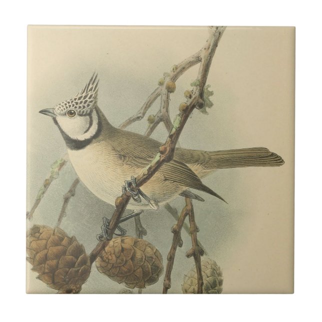 Vintage Illustration der europäischen Crested Tit Fliese (Vorderseite)