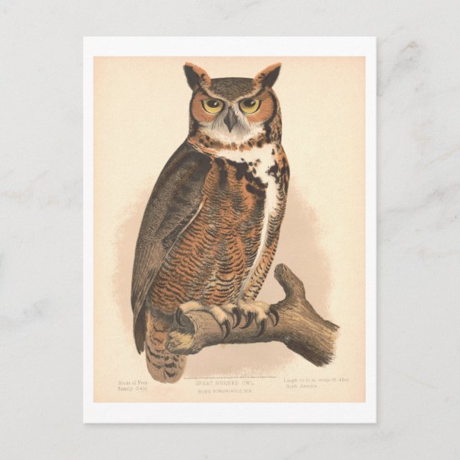 Vintage Illustration der Großhornschnecke Postkarte (Vorderseite)