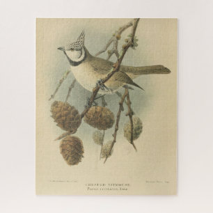 Vintage-Illustration der Haubenmeise