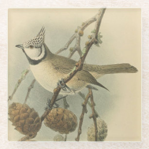 Vintage-Illustration der Haubenmeise Glasuntersetzer