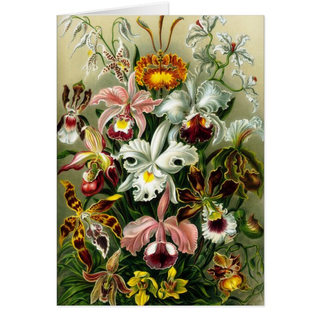 Vintage Illustration der Orchideen (Vorne)