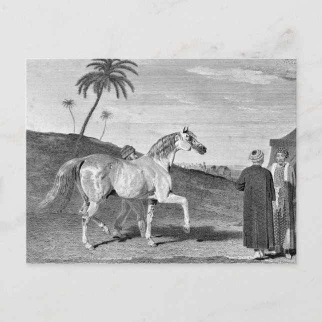 Vintage Illustration des Arabianischen Pferdes Postkarte (Vorderseite)
