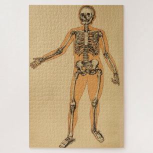 Vintage Illustration des menschlichen Skeletts (18