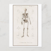 Vintage Illustration des menschlichen Skeletts
