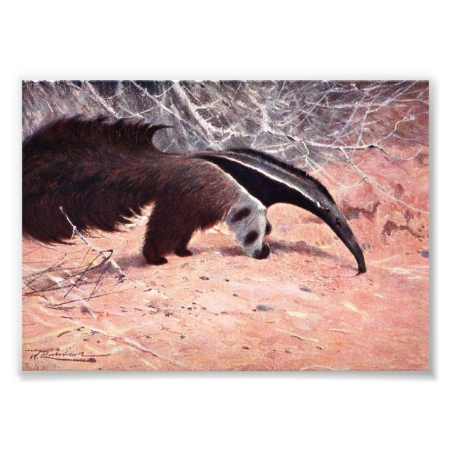 Vintage Illustration des Riesenanteaters. Fotodruck (Vorne)