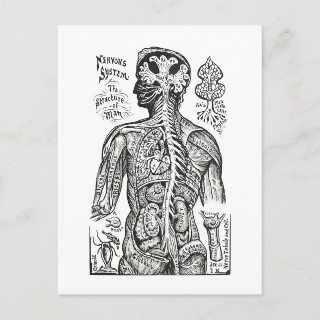 Vintage Illustration: Diagramm der menschlichen An Postkarte (Vorderseite)