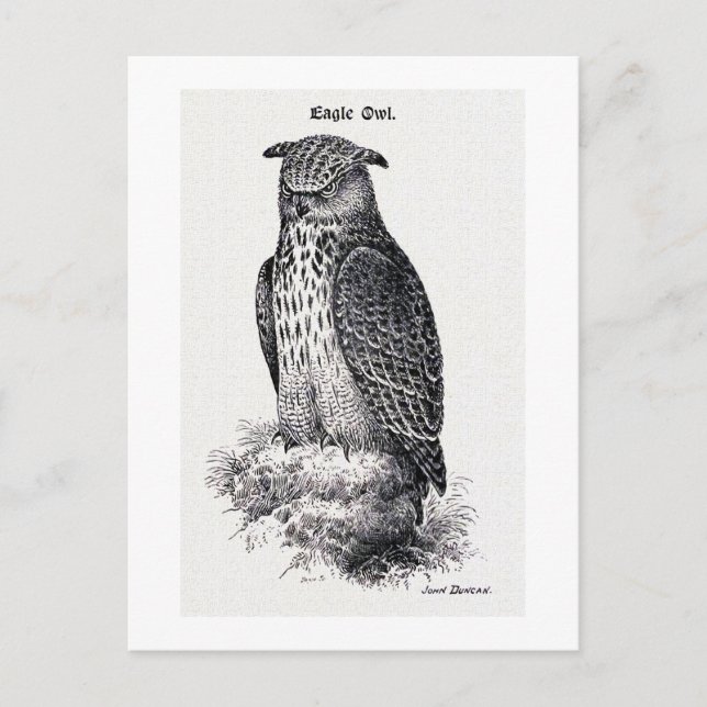 Vintage Illustration "Eagle Owl" Postkarte (Vorderseite)