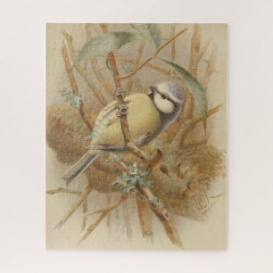 Vintage-Illustration einer Blaumeise