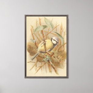 Vintage-Illustration einer Blaumeise Leinwanddruck