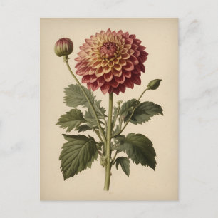 Vintage-Illustration einer Dahlie Postkarte