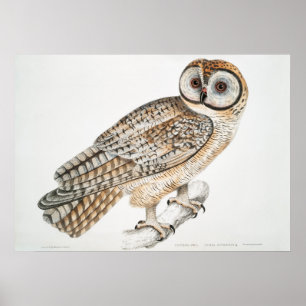 Vintage-Illustration einer Eule Poster