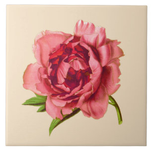 Vintage Illustration einer Großen Korallenrosa-Peo Fliese
