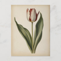 Vintage-Illustration einer Tulpe