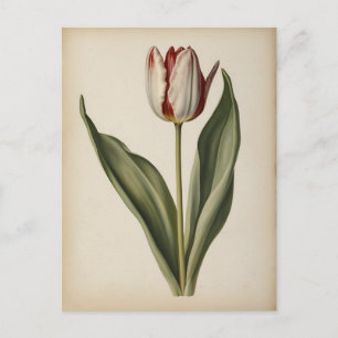 Vintage-Illustration einer Tulpe Postkarte