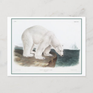 Vintage-Illustration eines Eisbären Postkarte